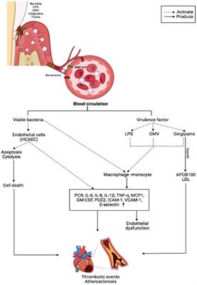 Oral microbiome mediated inflammation, a potential inductor of vascular diseases: a comprehensive review